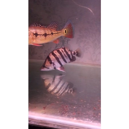 Jual HIASAN AQUARIUM ikan datz silver | Shopee Indonesia