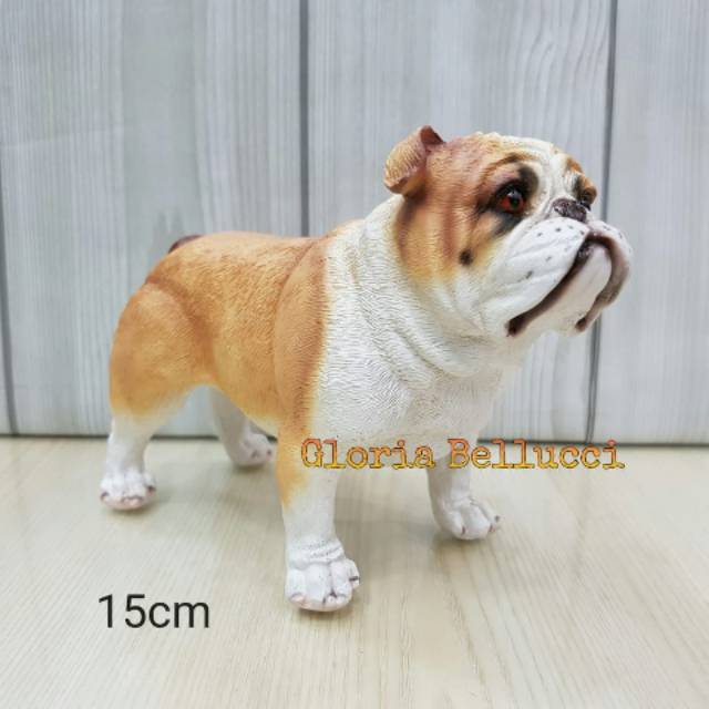 Harga store english bulldog