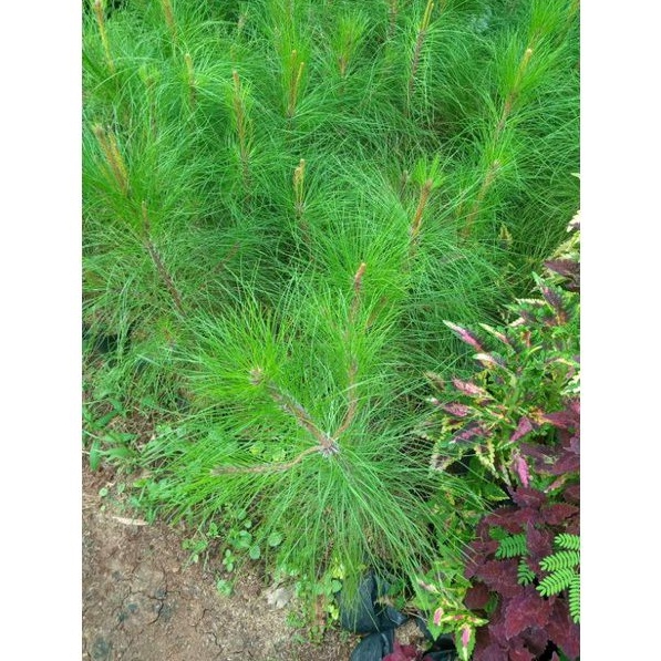 Jual Tanaman Hias Cemara Pinus Merkusi 40 Cmbibit Pohon Pinus Merkusipohon Pinuscemara Pinus 8343