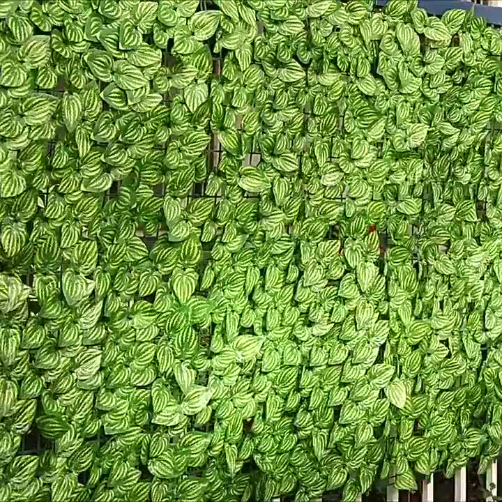 Jual COD Daun Rambat Dinding Hias 1 ROLL 1 x 3 Meter Artificial ...