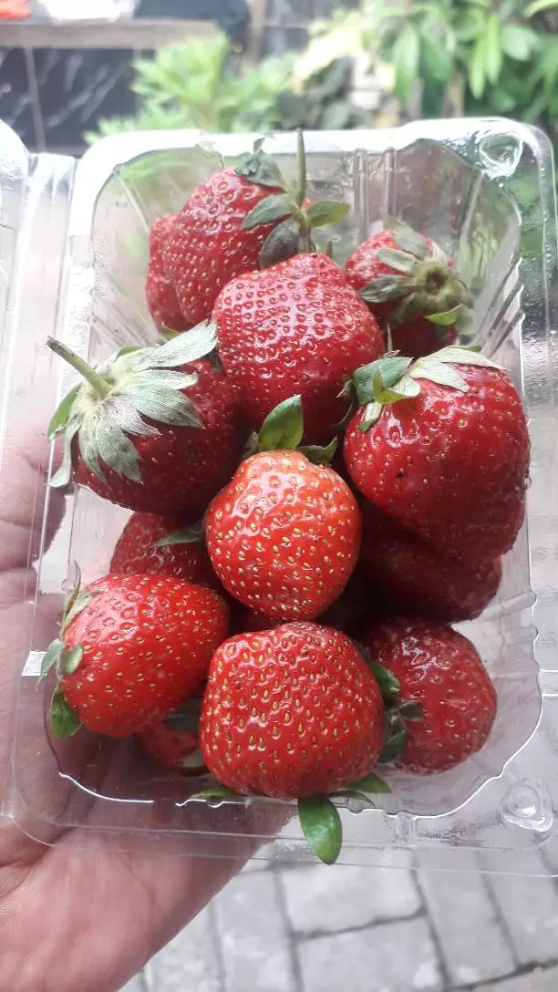 Fresh Strawberry Blitar
