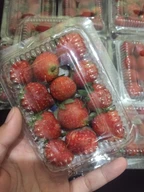 Jual Strawberry Surabaya