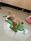 Foto dari pembeli