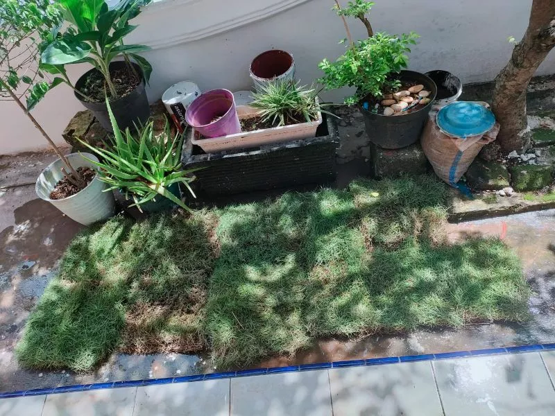 Rumput Jepang