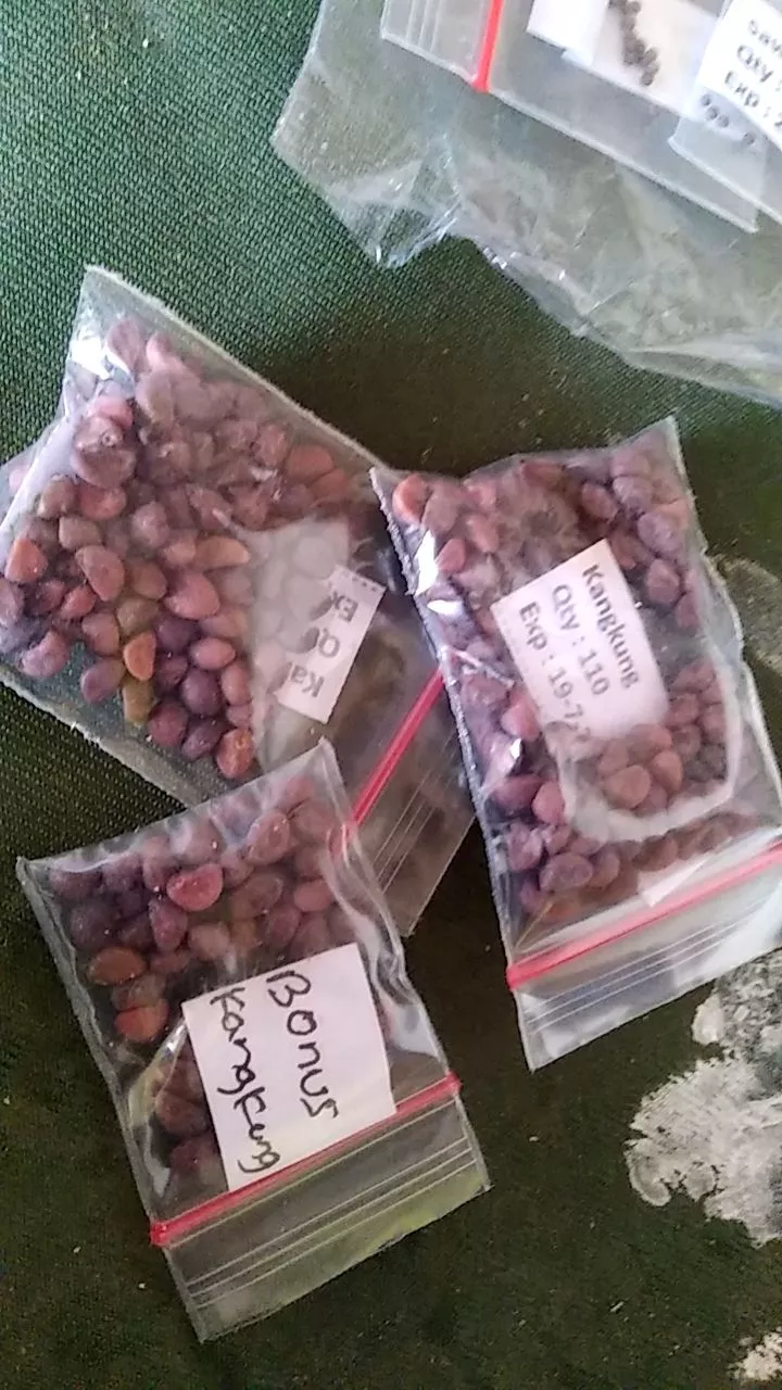 Tanaman Sayur Pakcoy dan Kangkung Subur di Polybag Halaman Rumah