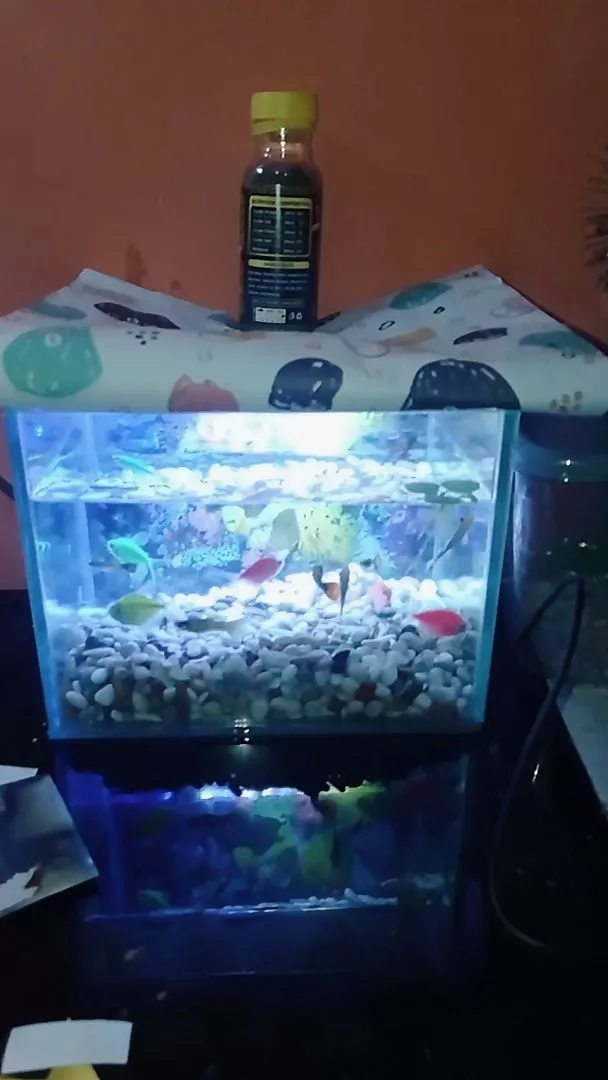Aquarium Blitar