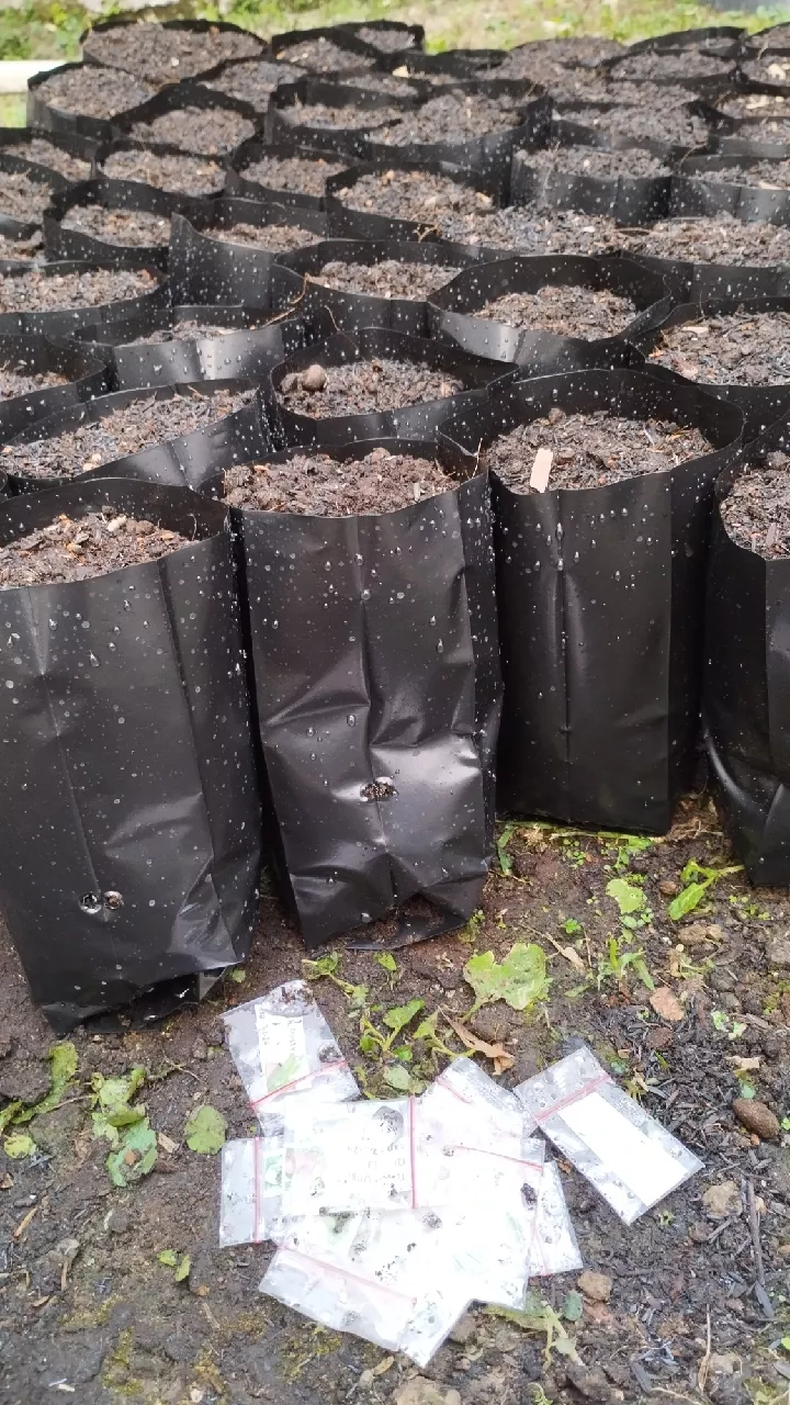 Hasil Panen Sayuran Segar Bebas Pestisida Siap Masak dari Kebun Rumah