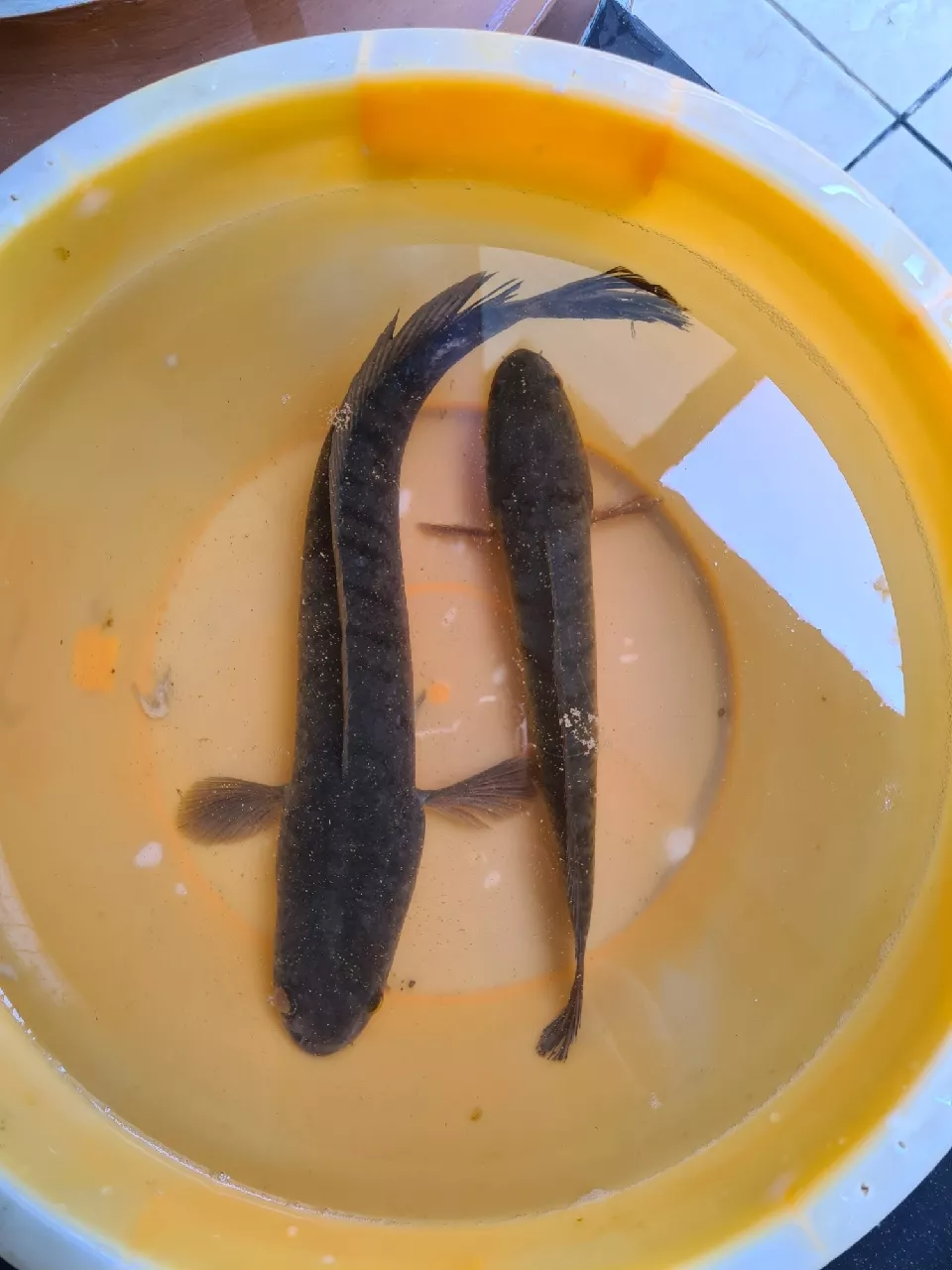 Jual Ikan Gabus Surabaya