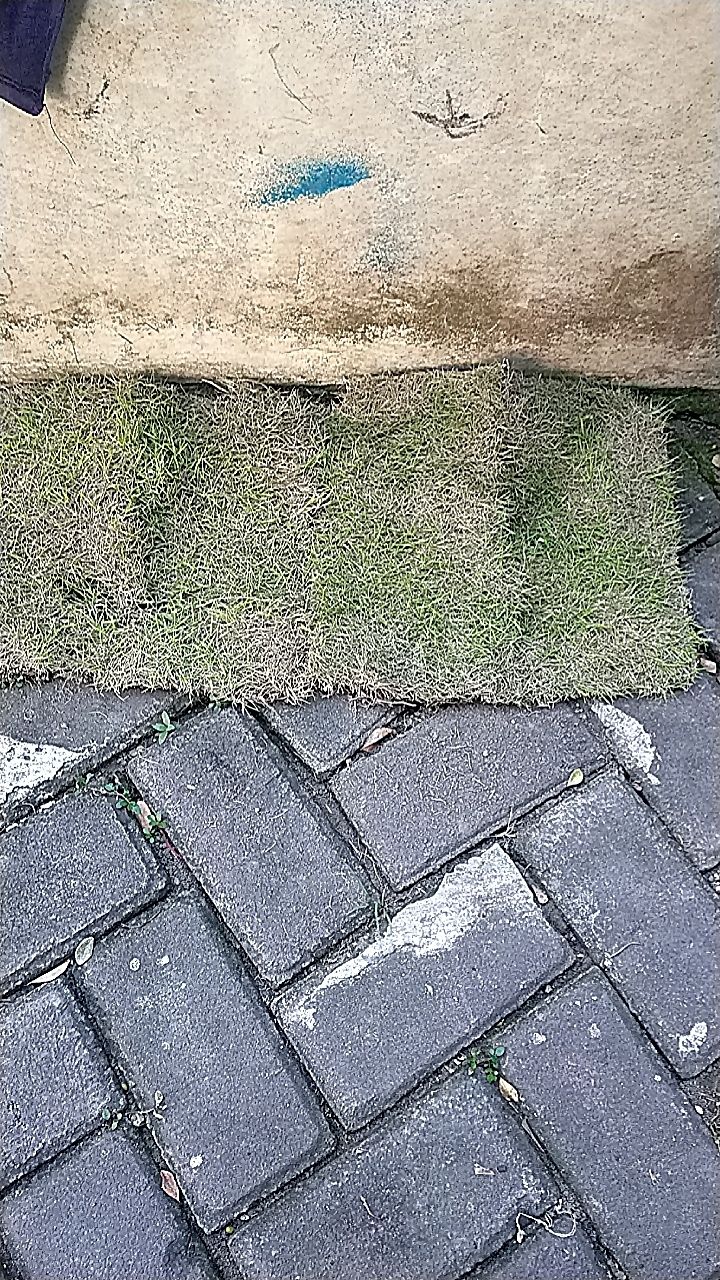 Rumput Jepang Blitar
