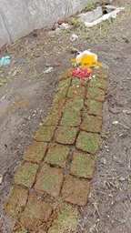 Rumput Jepang Surabaya