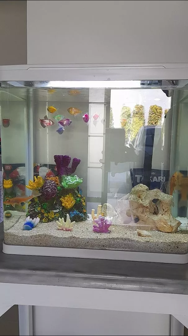 Ikan Koki Hias