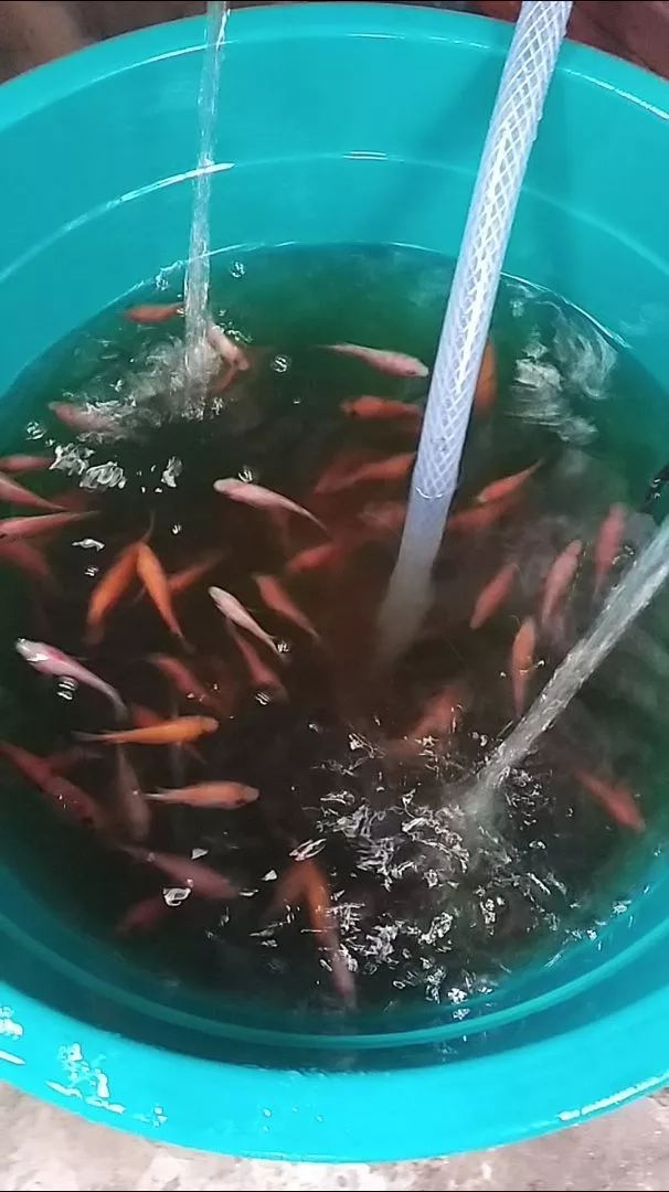 Bibit Nila Merah Super