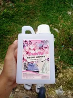 Bibit Parfum Laundry Medan