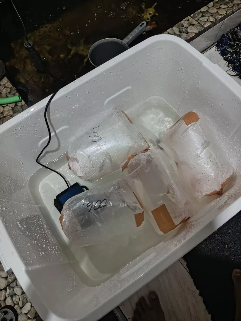 Koi Blitar Terdekat