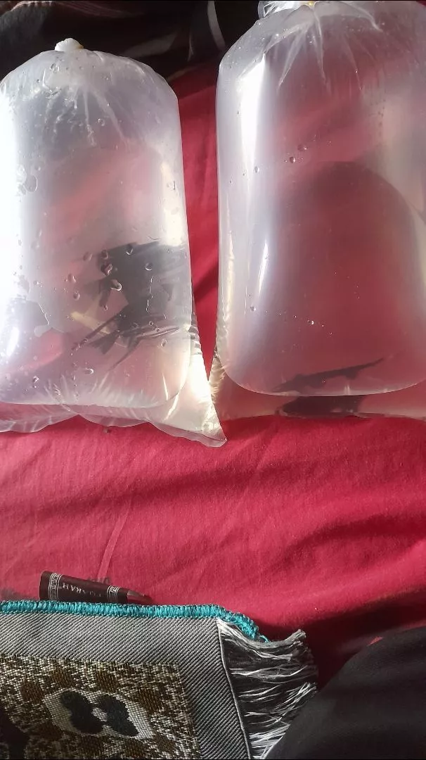 Jual Ikan Hias Blitar