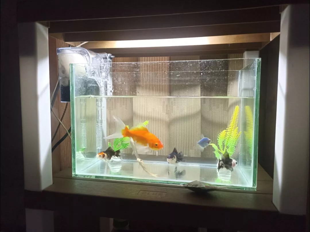Aquarium Ikan Hias Surabaya