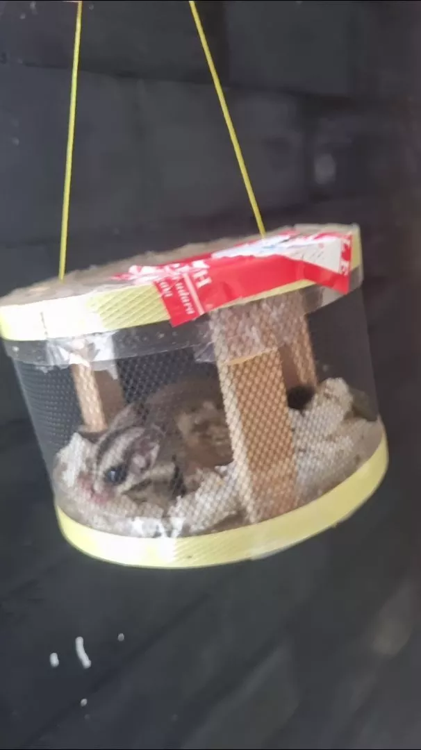 Grooming Sugar Glider Surabaya