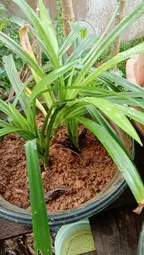 Jual Tanaman Surabaya