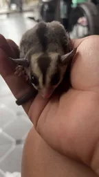 Jual Sugar Glider Surabaya