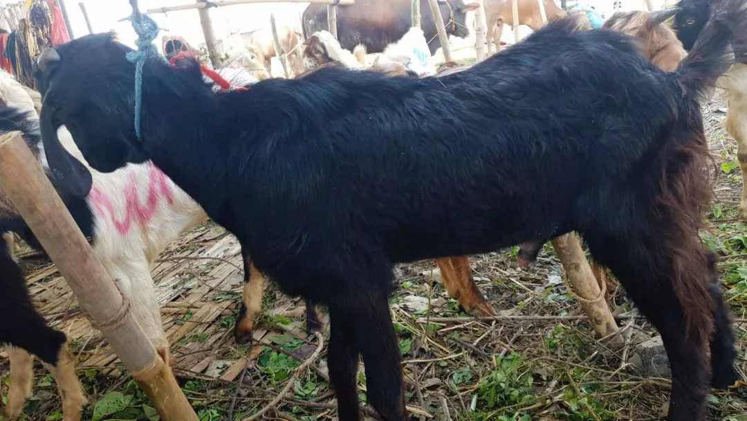 Kambing Qurban Surabaya