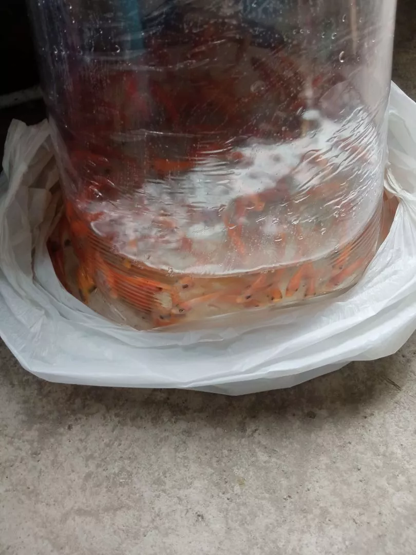 Jual Benih Ikan Nila Surabaya