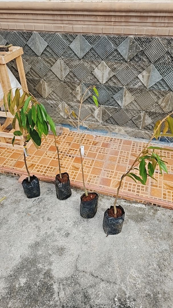 Bibit Durian Okulasi Siap Tanam