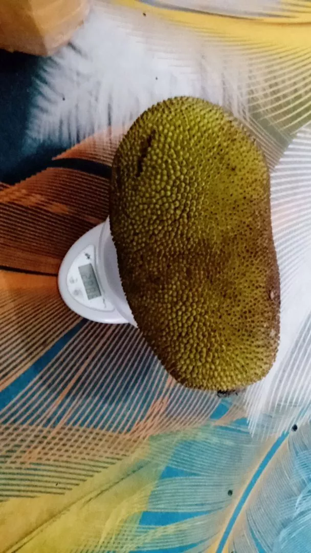 Nangka Blitar