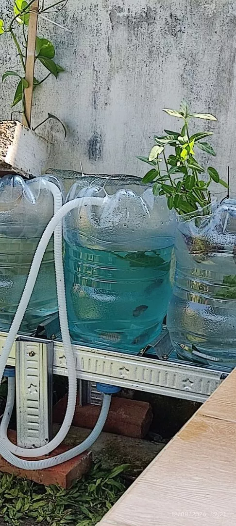 Jual Bibit Gurame Blitar