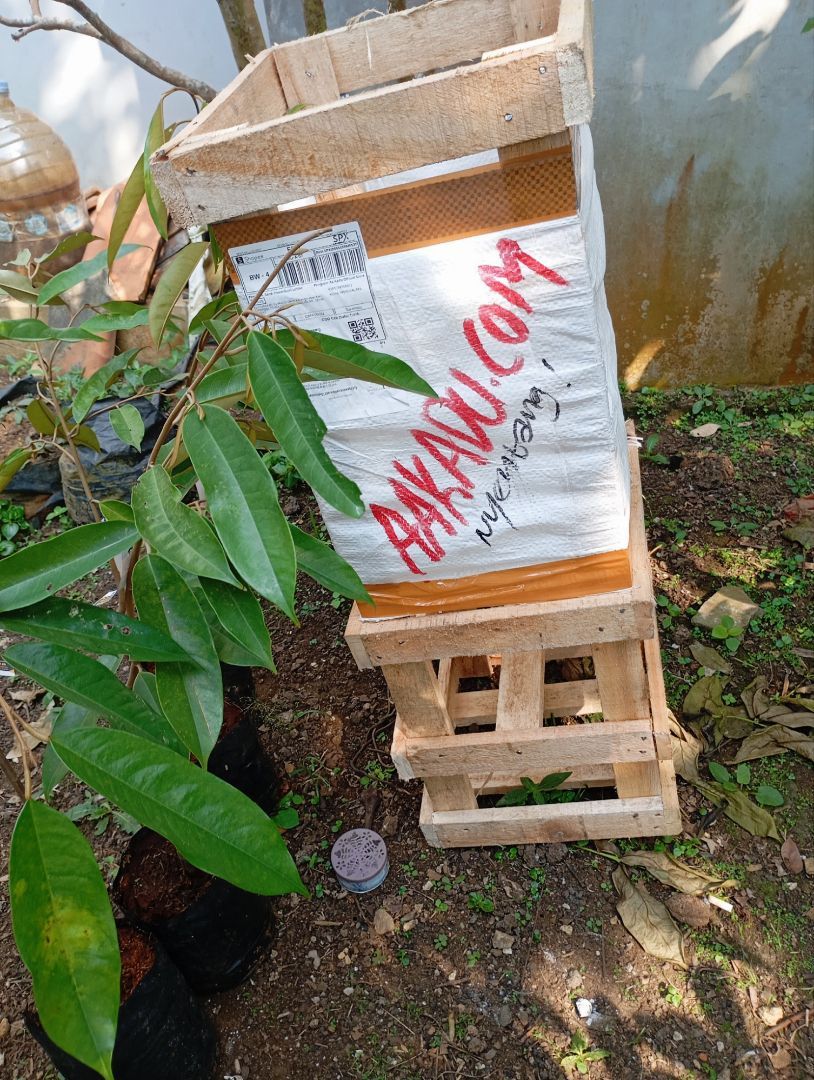 Packing Kayu Durian AA Kadu