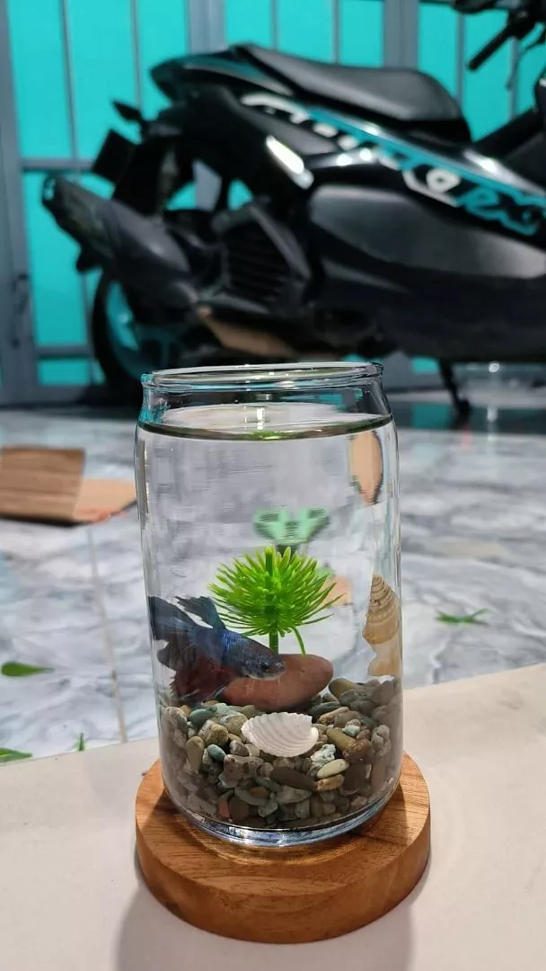Pusat Jual Ikan Cupang Halfmoon Plakat Surabaya