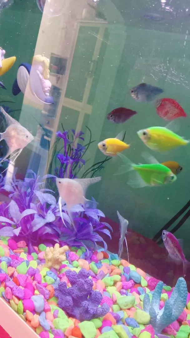 Toko Ikan Hias Blitar
