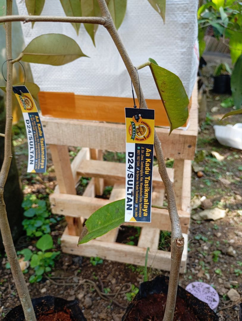 Bibit Durian Unggul AA Kadu
