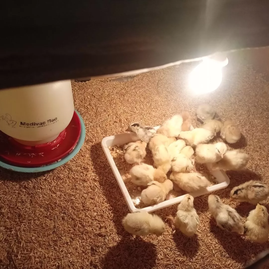 Bibit Ayam Petelur ELBA