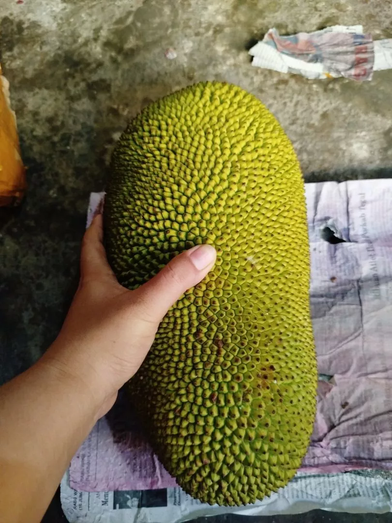 Jual Nangka Blitar