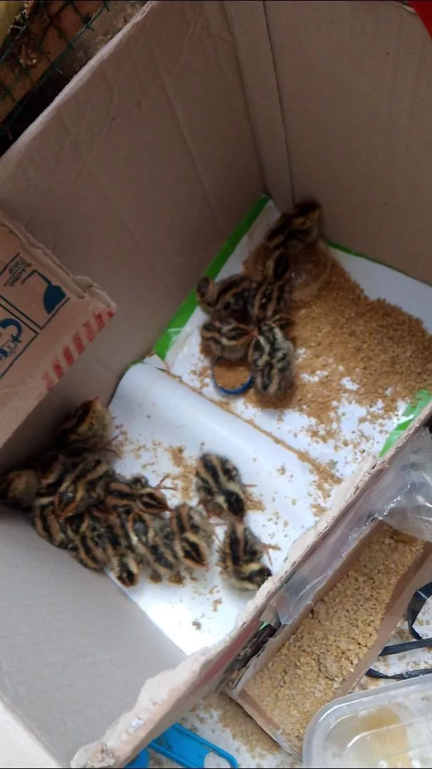 Jual Beli Burung Blitar