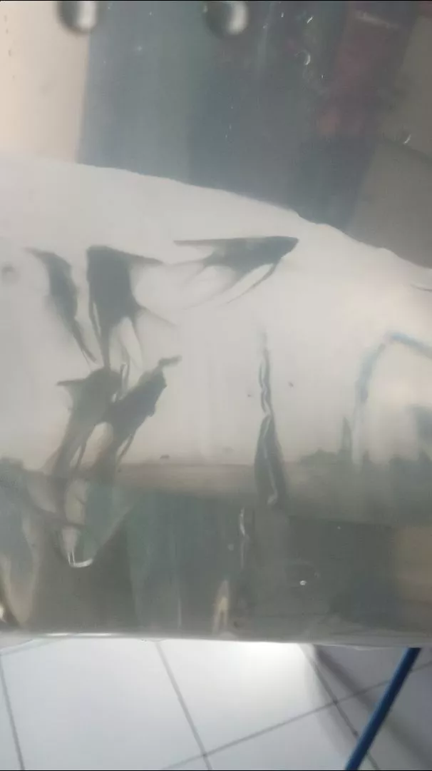Toko Ikan Hias Blitar