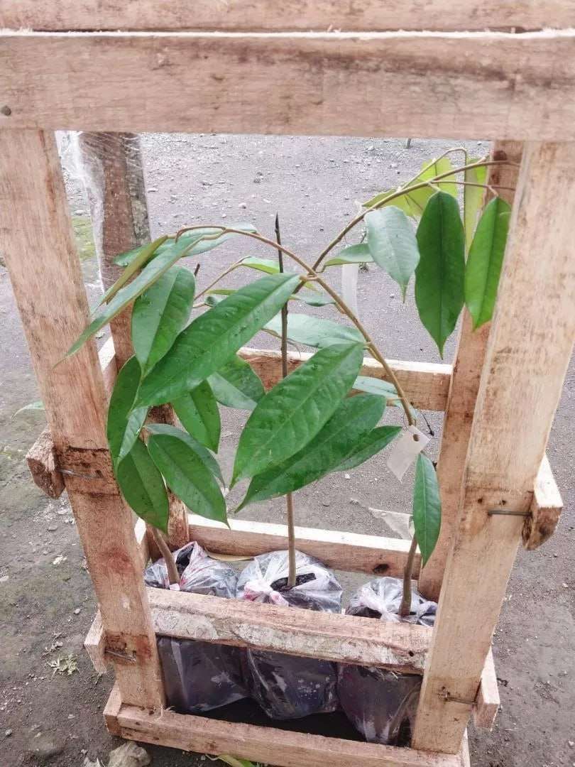 Bibit Durian Segar AA Kadu