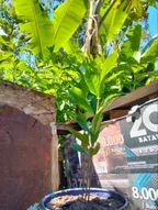 Toko Tanaman Surabaya
