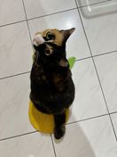 Foto dari pembeli