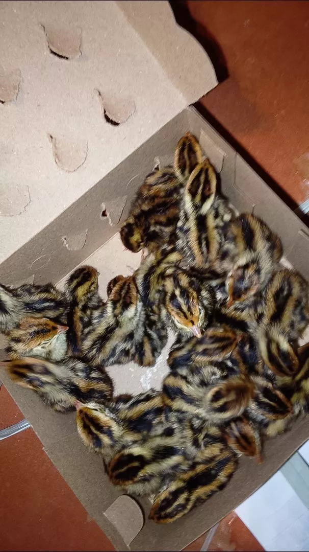 Burung Blitar