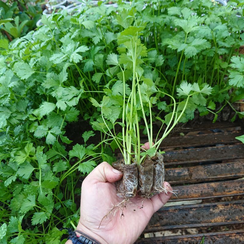 Jual KEBUN.MUKLIS - Bibit Seledri Siap Tanam Segar | Shopee Indonesia