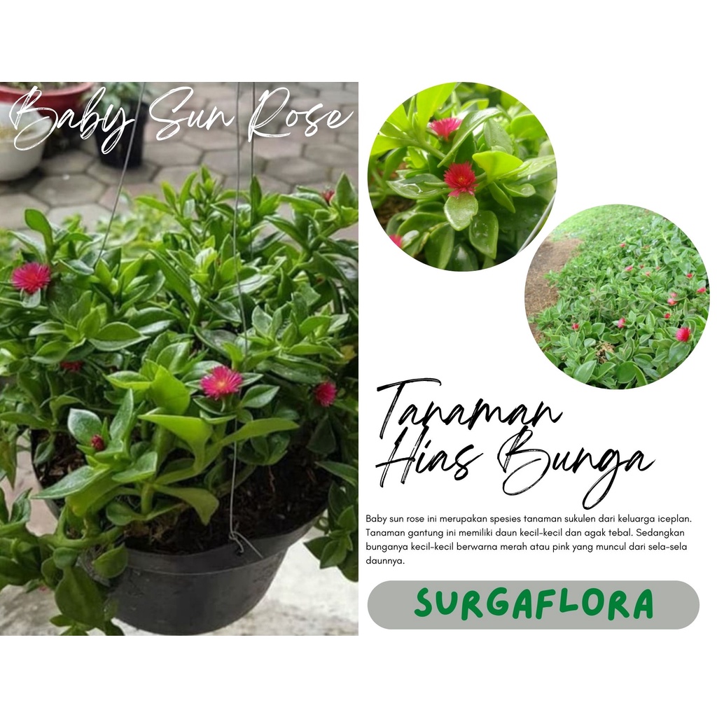 Jual Tanaman Hias Bunga Baby Sun Rose | Shopee Indonesia