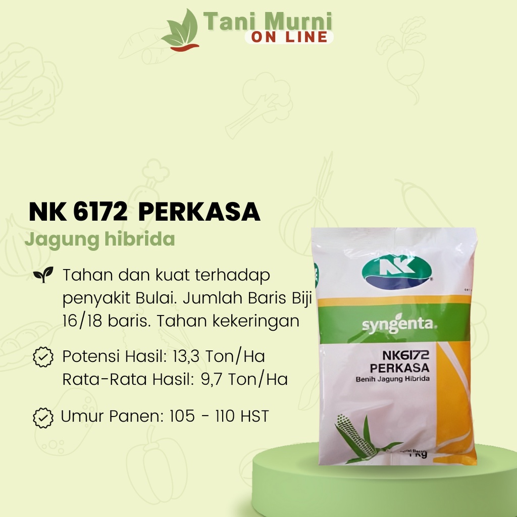 Jual Benih Jagung Hibrida NK 6172 NK PERKASA SYGENTA 1 Kg | Shopee ...