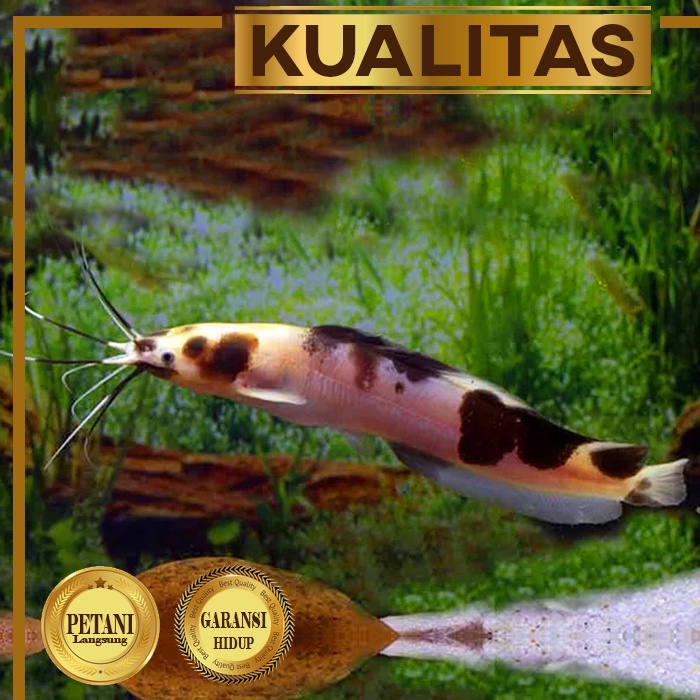 Jual Mini Lele Sapi Belang Clarias Catfish Ikan Hias Aquarium Aquascape