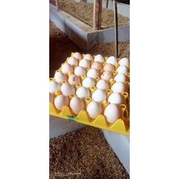Jual Telur ayam kampung fertil / telur ayam kampung tetas / endog ayam