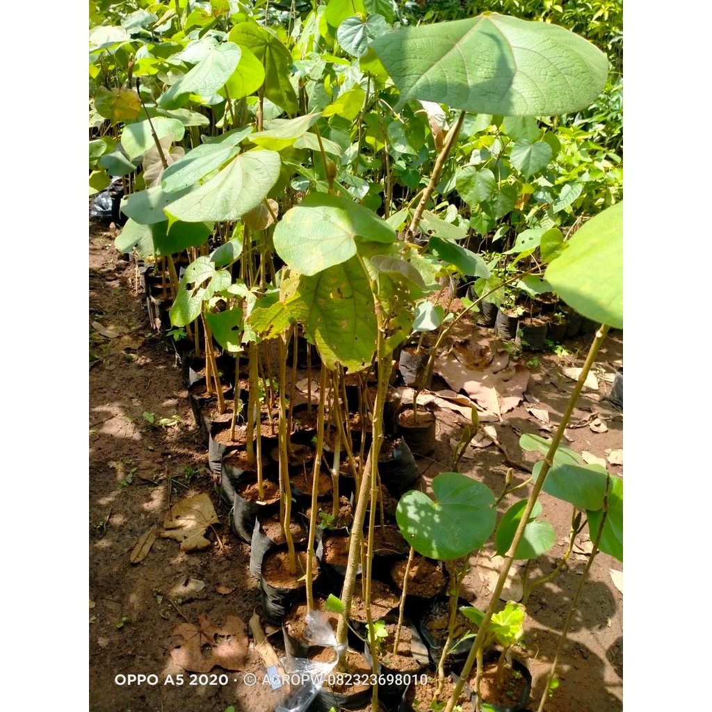 Jual Bibit Tanaman Waru I Tanaman Baru - Tanaman Peneduh - Akar tidak ...