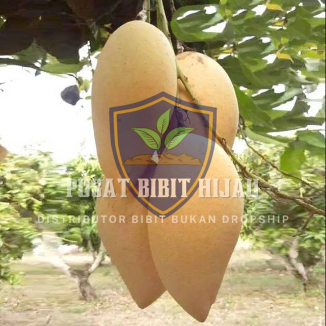 Jual Bibit Mangga Namdokmai Golden Buah Manis Alami | Shopee Indonesia