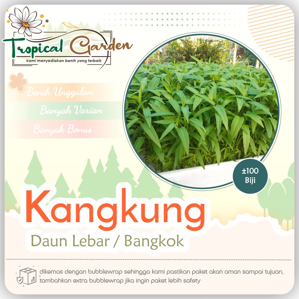 Benih Kangkung Bangkok Daun Lebar / Bibit Unggul Batang Besar Cepat Panen