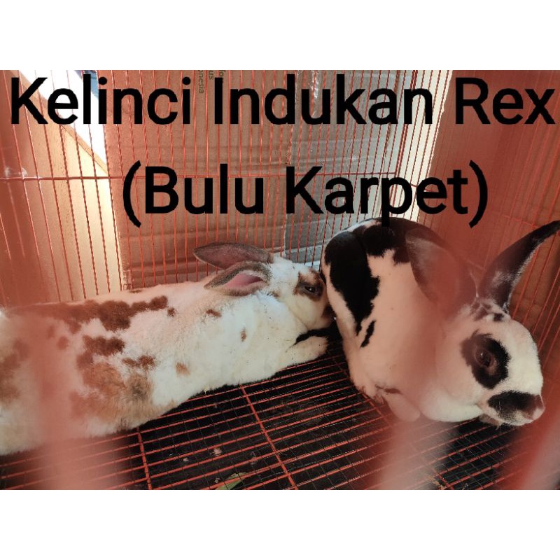 Jual Kelinci Indukan Rex | Indukan Fuzzy Lop | Indukan Lokal | Shopee ...