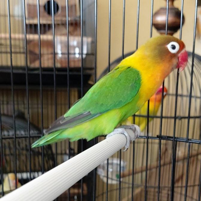 Menjelajah Dunia Lovebird Online: Panduan Lengkap Memilih Situs Jual Beli yang Terpercaya